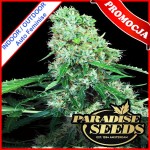 Pandora Auto Feminise