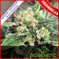 Medical Crack Auto Feminise