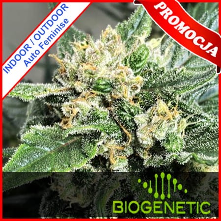 Medical Crack Auto Feminise