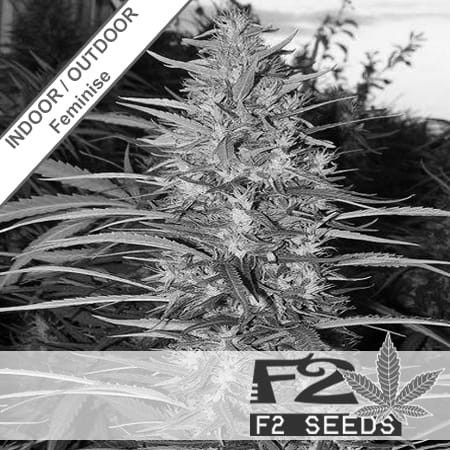 Big Bud Fast Version Feminise