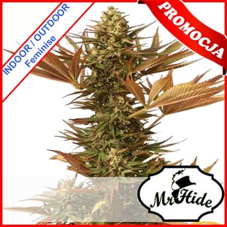 Mr Eiden Mass Feminise