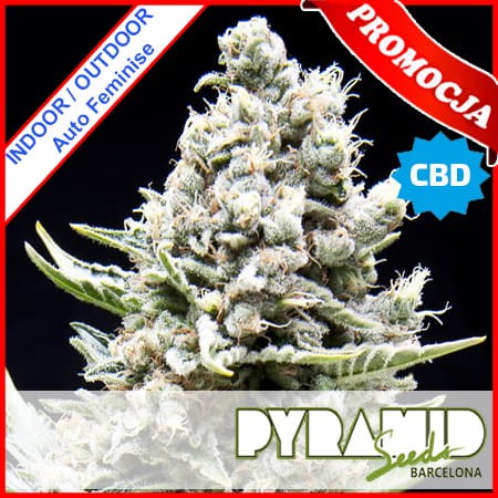 Auto New York City CBD Feminise