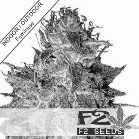 Black Domina x Northern Lights Feminise