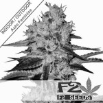 Cheese x AK Auto Feminise