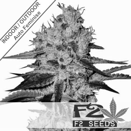 Cheese x AK Auto Feminise
