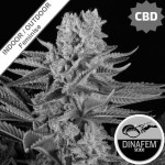 Gorilla CBD Feminise