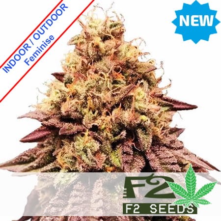 Mimosa 47 Fast Version Feminise