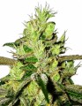 Lemon Skunk Fast Version Feminise