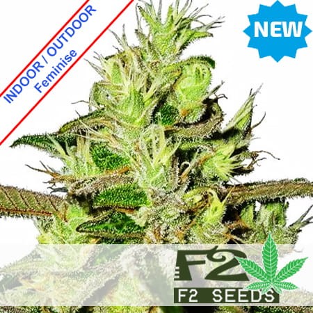 Lemon Skunk Fast Version Feminise