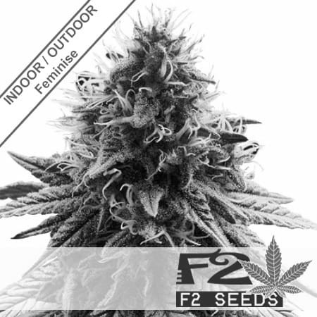 Sherbet Fast Version Feminise