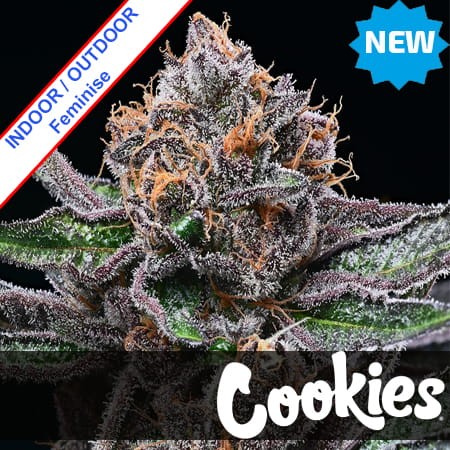 Candy Candy Feminise