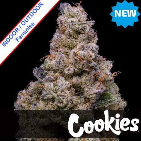 Crispy Sugar Feminise