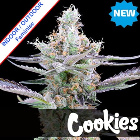 Dirty Money Feminise