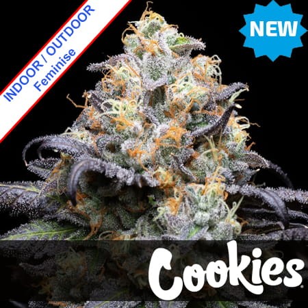 Double Sherb Feminise