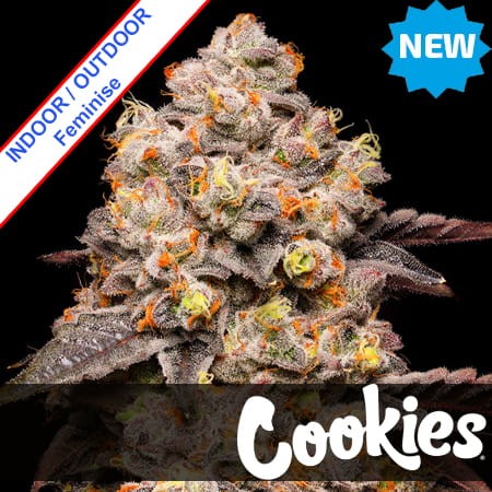 Dried Fruit Feminise