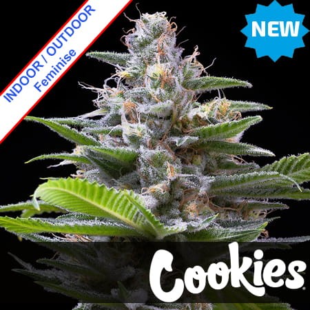 Murder Hornet Feminise