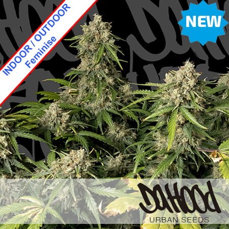 Space Cookies Feminise