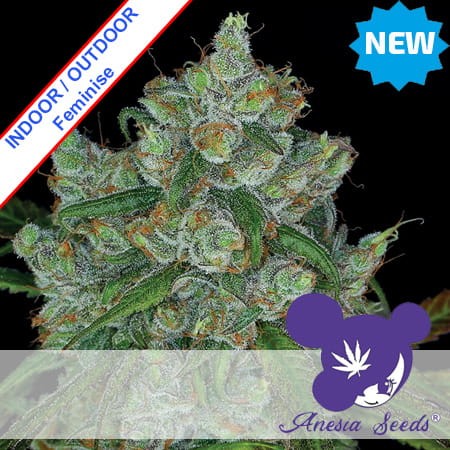 Bruce Banner#3 Feminise