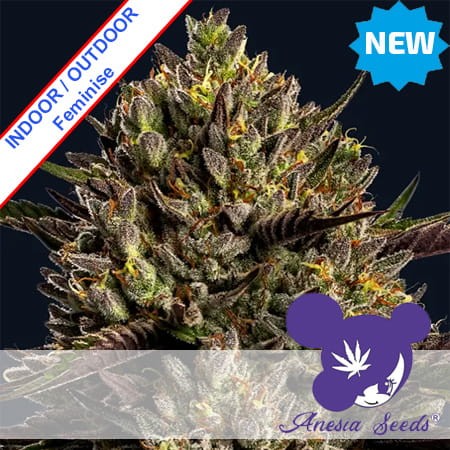 Chimera Cut Feminise