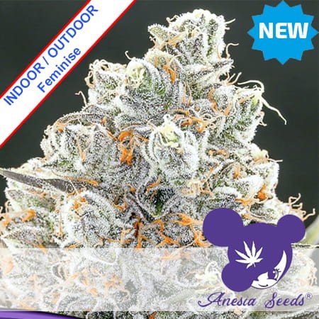 Original Gorilla #4 Feminise