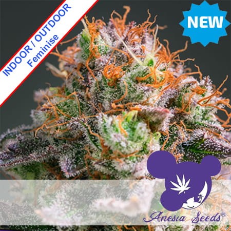 Apricot Oreoz Feminise