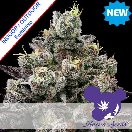 Red Banana Pudding Feminise