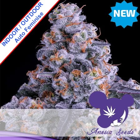 Epic Buzz Auto Feminise