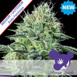 Strawberry Banana Auto Feminise