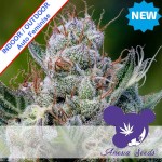 Green Apple Juice Auto Feminise