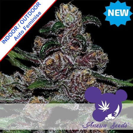 Blackberry Moonrocks Auto Feminise