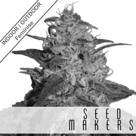 Orange Light Feminise