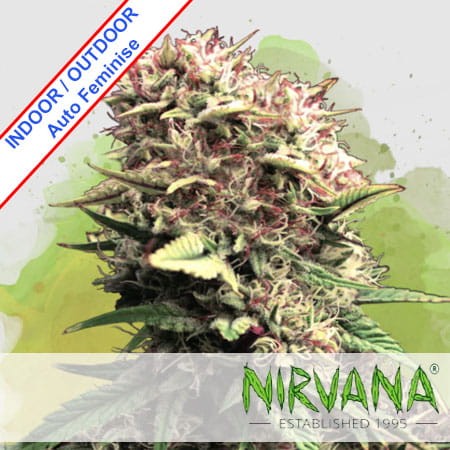 OG Kush Auto Feminise