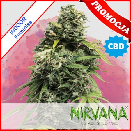 Supreme CBD Kush Feminise