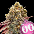 Auto Gelato Mint Feminise