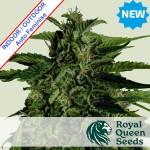 Apollo F1 Auto Feminise