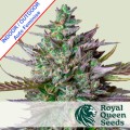 Blue Cheese Auto Feminise