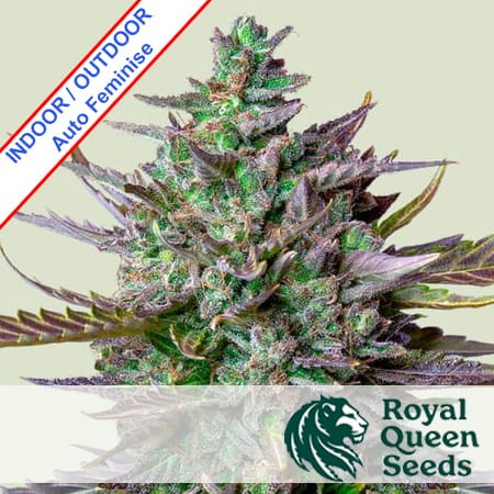 Blue Cheese Auto Feminise