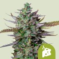 Blue Cheese Auto Feminise