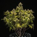 Blue Cheese Auto Feminise