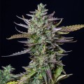 Blue Cheese Auto Feminise
