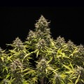Blue Cheese Auto Feminise