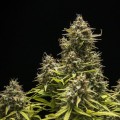 Blue Cheese Auto Feminise