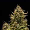 Blue Cheese Auto Feminise