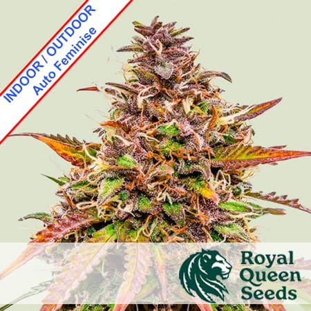 Bubble Kush Auto Feminise