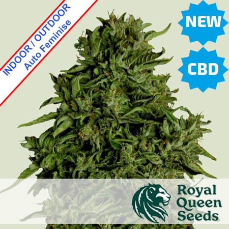 Cosmos F1 CBD Auto Feminise