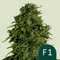 Cosmos F1 CBD Auto Feminise