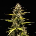 Cosmos F1 CBD Auto Feminise