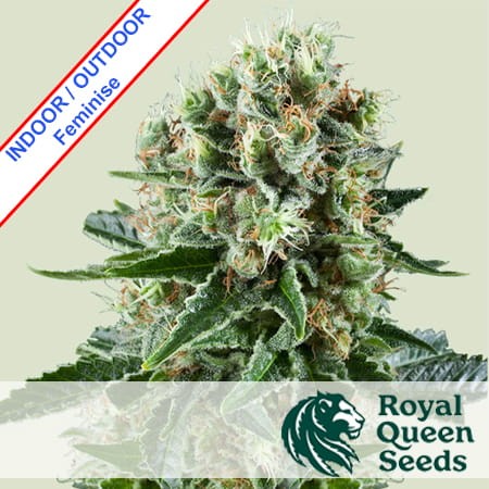 Critical Kush Feminise