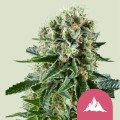 Critical Kush Feminise