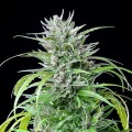 Critical Kush Feminise